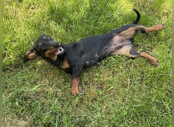 Maggie - Lustige Dackeldame möchte die Welt entdecken.....