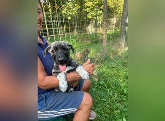 Anton - Ist das Glück jetzt zum Greifen nah ?