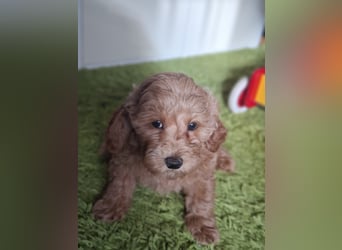 Zwerg Pudel Welpen Abricot