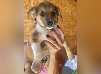 Zuckersüße Minka - Pflegestelle oder Zuhause gesucht zum 6.9.2025!