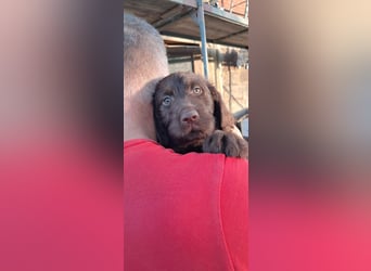 Labradoodle Welpen