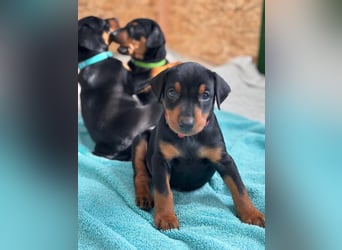 Deutsche Pinscher Welpen
