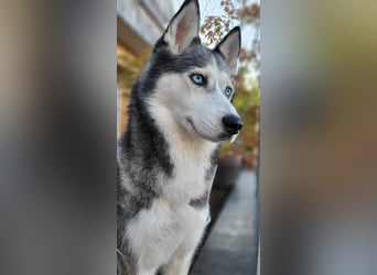 Husky Maya H möchte eine neue Familie finden