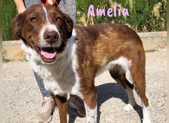 Amelia 08/2018 (ESP) - bezaubernde, ausgeglichene und soziale Hütehund-Mix Hündin!