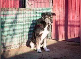 Boomer - freundlicher Schatz