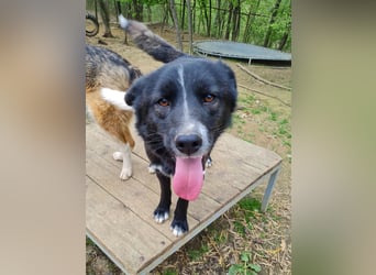 Freundlicher LEWI ist ein absoluter Gute-Laune-Hund