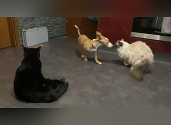 Pina, clevere und soziale Junghündin
