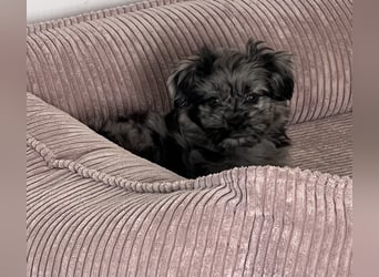 Maltipoo - Welpen - Rüden und Hündin