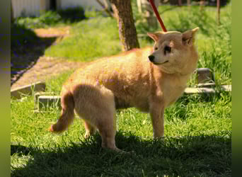 Arabesque PP – Zarte Shiba Inu-Dame sucht ruhiges und einfühlsames Zuhause