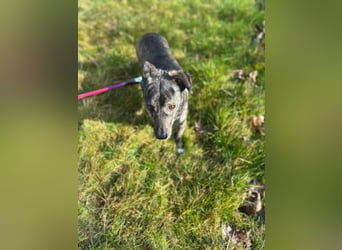 Lui - kleiner Hund mit großem Herz sucht 2te Chance