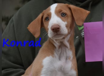 Konrad geb. 03/2025 (ESP) - lustiger Podenco Ibicenco Welpe!