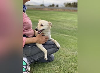 Olandesina: verschmuster Anfängerhund
