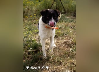 Kokonimix Bo und Benji suchen ab sofort ein Zuhause