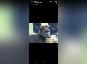 Schäferhundwelpen