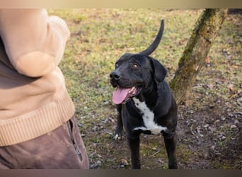 Piper: verdient eine zweite Chance