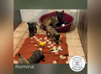 Romina: Sucht ein Zuhause