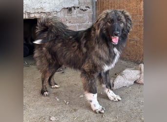 THEO, Rüde, 1,5 Jahre, 45cm, Mischling, Tierschutz