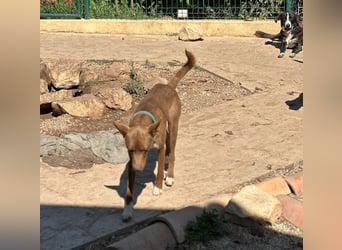 FOXI – ein Lottogewinn auf vier Pfoten sucht seine Menschen; auf PS in 87754 Kammerlach