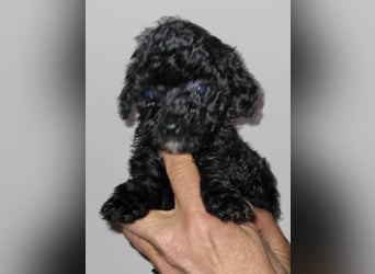 ZWERGPUDEL / TOY 2 männlich braun tan 1 schwarzes Mädchen 1 black tan Mädchen