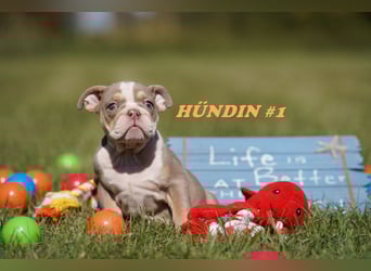 Reinrassige Freiatmende Englische Bulldogge Welpen auf Familiensuche
