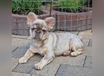 Französische Bulldogge TOP Qualität Platinum Lilac/Tan