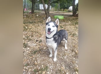 Luna, vermutlich ein reinrassiger Husky, sucht Kenner ihrer Rasse !