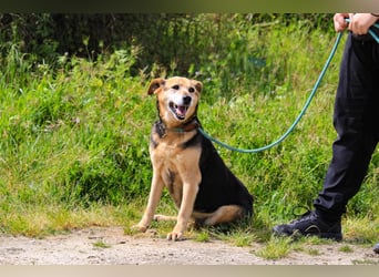 Hazel, Schäferhund-Mix, lieb und sozial