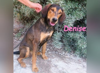 Denise geb. 06/2022 (GRC) - ausgeglichene und sanfte Griechische Jagdhhund Mix Dame!
