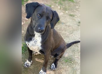 Hailey, geb. ca. 06/2015, lebt in GRIECHENLAND, auf einem Gelände, Hunde werden notdürftig versorgt