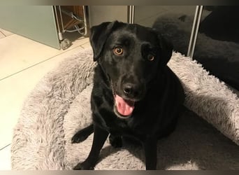 Lily – zartes Hundeseelchen sucht einfühlsames Zuhause