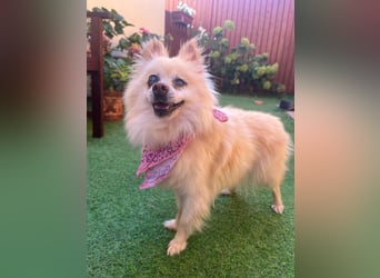 Nara SR – kleine Spitz-Prinzessin sucht endlich ihr Glück