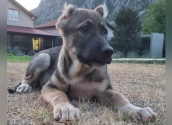 LILY❤️HSH-Mix-Hündin: eine echte Herzensbrecherin & sanfte Seele