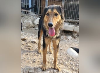 Zuckerschnute Savannah: ist reisefertig
