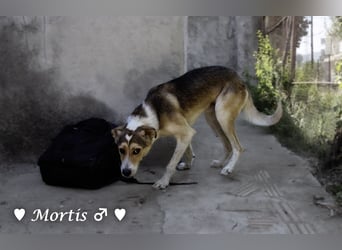 Familienhund Mortis sucht ein Zuhause
