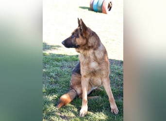 SANCHO - hundeerfahrene Menschen gesucht, die diesen tollen Rüden führen und leiten können!