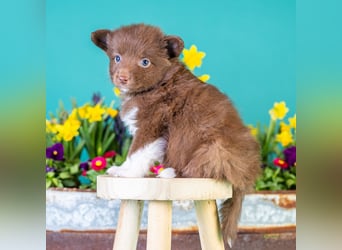 Kleinbleibende Miniature Australian Shepherd Welpen