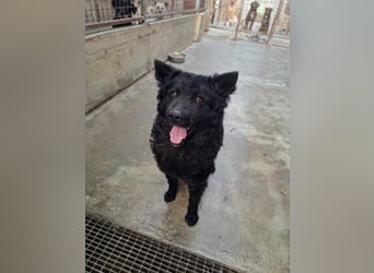 Pauli kroatischer Schäferhund Mischling Rüde sucht Zuhause oder Pflegestelle