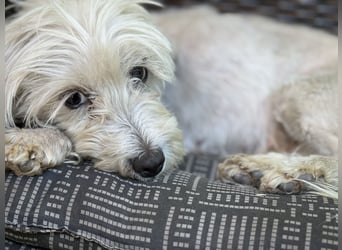 Maltipoo Malteser Toy Pudel Mix Welpen