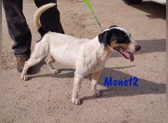 Monet2 03/2021 (ESP) - verschmuster und sehr sozialer, kleiner Ratonero Bodeguero Andaluz!