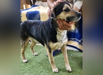 Muffin möchte aus dem Shelter geholt werden