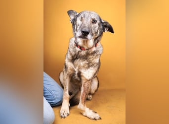 Dolly(2) - freundliche, kluge, ruhige Schäferhund Mix Hündin / z.Zt. noch in Rumänien