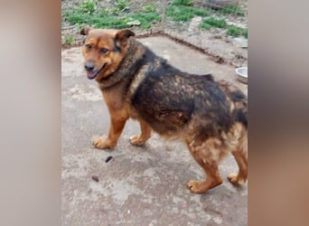 Mega verschmuste Seniorin Nikita