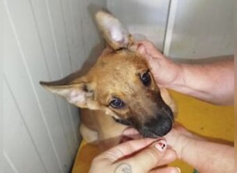 Welpe Coby: Sucht erfahrene Hundebesitzer