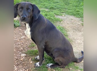 Hailey, geb. ca. 06/2015, lebt in GRIECHENLAND, auf einem Gelände, Hunde werden notdürftig versorgt