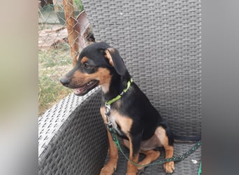 Hundewelpe Leno