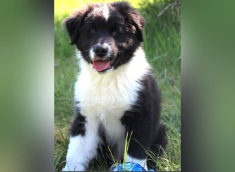 Australian Shepherd Welpe (reinrassig)