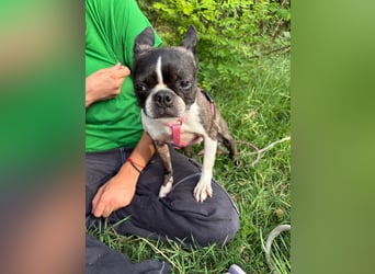 Venus - Klein, klug, kuschelig: Boston Terrier Lady auf der Suche nach Liebe ❤️
