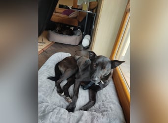 Faustino, Labrador-Mix - freundlich und sozial