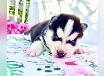 FCI Pedigree Blue Eyed Black & White Siberian Husky Champion Puppy