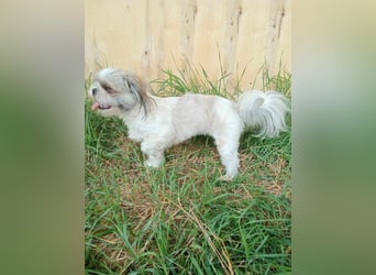 Shih Tzu Mädchen Yuki